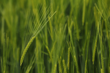 Ears of barley