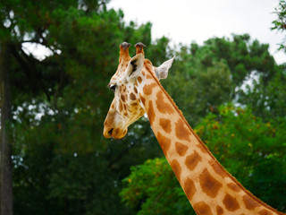 Girafe