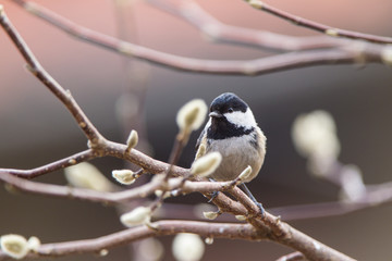 Cincia mora Periparus ater 