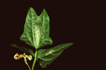 Close up of bean plant leaves at night