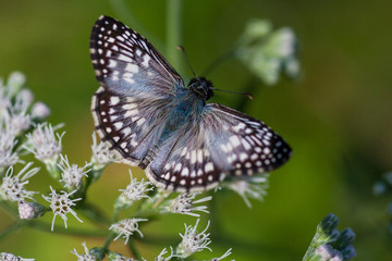 Blue Moth Macro