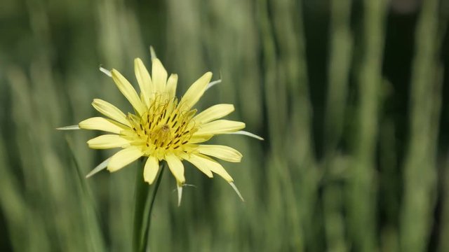 Flower Tragopogon pratensis shallow DOF 4K 2160p 30fps UltraHD footage - Yellow field plant meadow salsify close-up 3840X2160 UHD video 