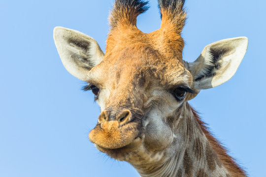 Giraffe Head Portrait