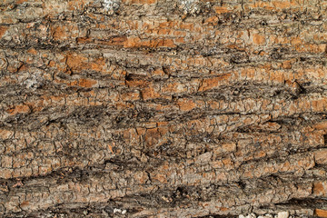 Old Wood Tree Texture Background Pattern