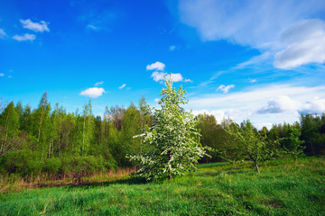 Fototapeta premium The blossoming pear tree in the field.