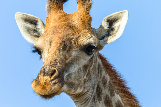 Giraffe Head Portrait