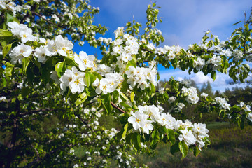 Flowering branch of pear forest .