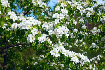 Wild flowers of pear in the spring .