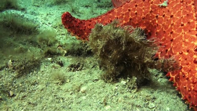 POV, Striated frogfish lays near sea star
