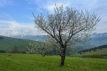 Lonely flowering tree in the mountains
