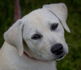 yellow lab