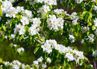 Wild flowers of pear in the spring .