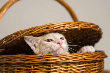 Young yellow tan cat kitten feline escaping from or peeping out of a wicker picnic basket
