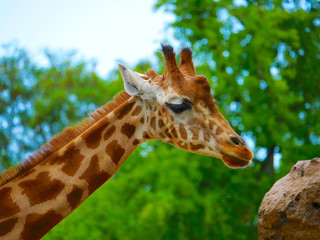Girafe