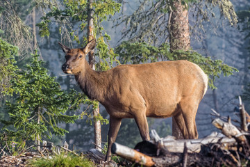 Elk of The Colorado Rocky Mountains