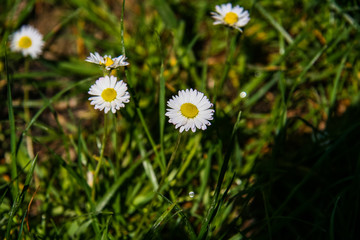 Meadow flowers near Mount Mangup.