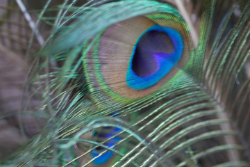 Obraz premium Peacock Feathers