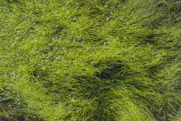 Sea grass on water surface