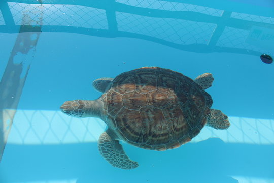 Sea turtle close up