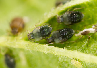 Aphids on a green leaf in nature
