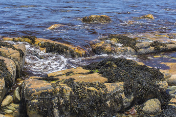 Fototapeta na wymiar Kelp on rocks coastline