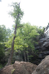 Fototapeta na wymiar Tall Tree on Rocks