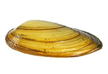 River mussel isolated on white background