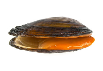 Fresh clam on a white background