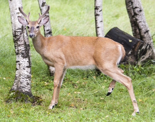 Deer Whitetail Buck Close-Up Pictures