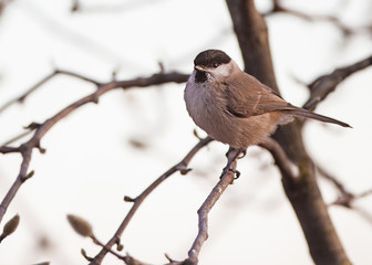 Cincia bigia