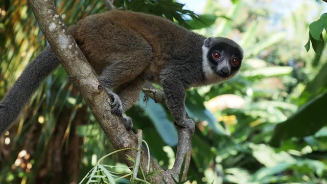 Lemur looks back and fourth on tree, close up