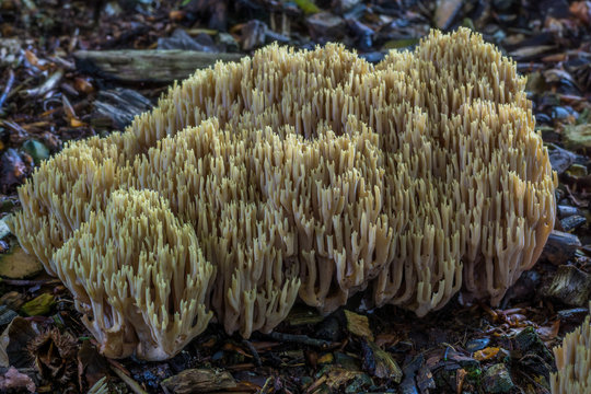 Ramaria Stricta