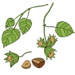 Branch with leaves and ripe, forest, nuts, isolated. 