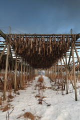 Wooden racks for drying skrei-codfish into stockfish. Toppoya island-Hamnoy-Reine-Moskenes-Lofoten-Norway. 0219