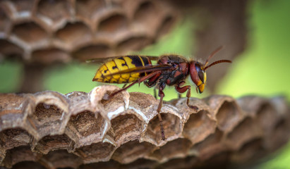 Insekten, Insect