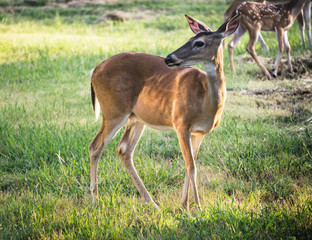 Whitetail Deer Doe