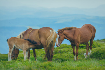 Horse grazing in a meadow Ukrainian Carpathian mountain valley.
