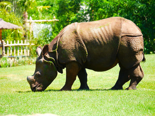Fototapeta premium Rhinocéros 