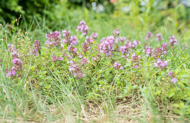 flowering wild thyme / Meadow with flowering wild thyme