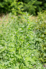Garden orache / Garden orache on the meadow