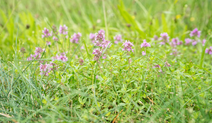 flowering wild thyme / Meadow with flowering wild thyme