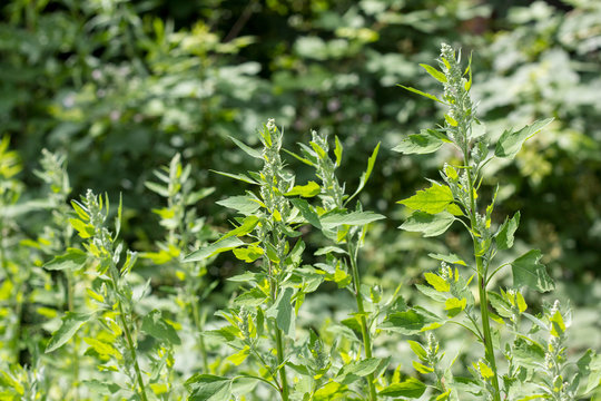Garden orache / Garden orache on the meadow