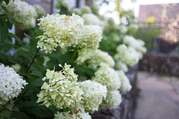 Flower Bouquets Close Up