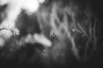 Spider the web at dawn in the fog and dew