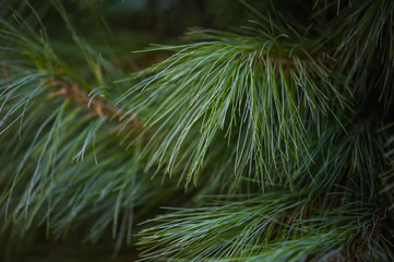 Fototapeta premium coniferous tree