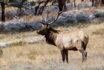 Elk of The Colorado Rocky Mountains