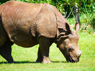Obraz premium Rhinocéros