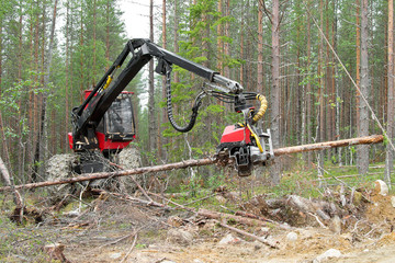 Harvester machine working in a forest, chopping a young pine tree. Northern Karelia, Russia