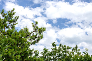 Blue sky with clouds and Pine trees green meadows