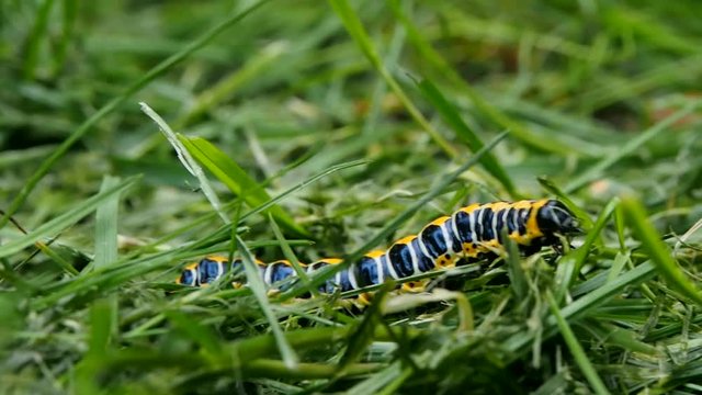 Lettuce shark moth caterpillar moving rapidly through a meadow fresh green grass